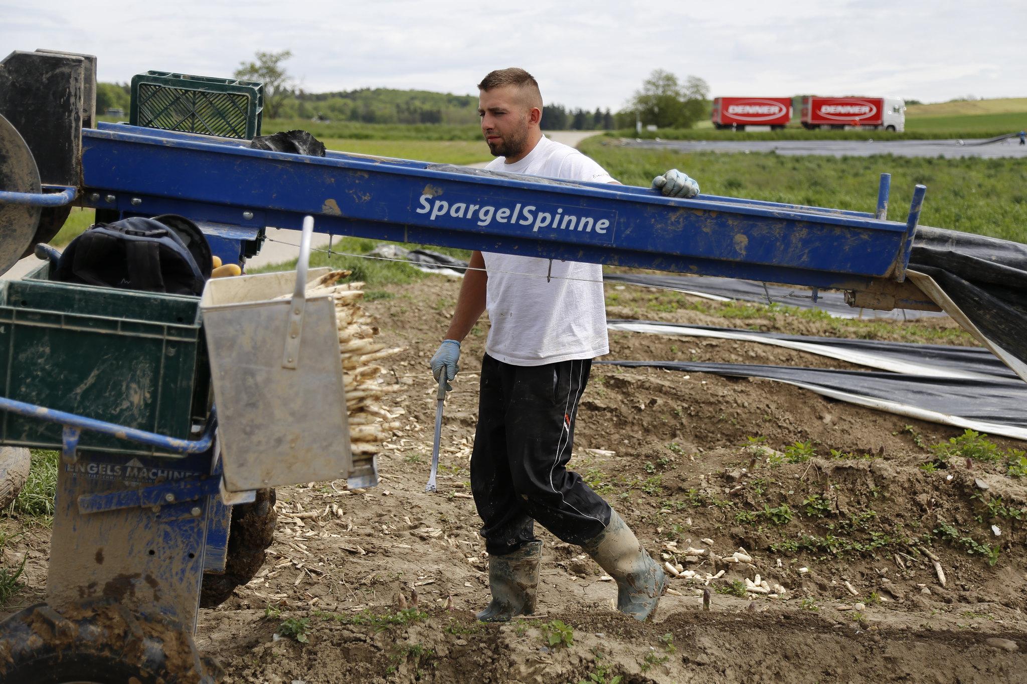 Spargelernter in Kerzers, Schweiz.