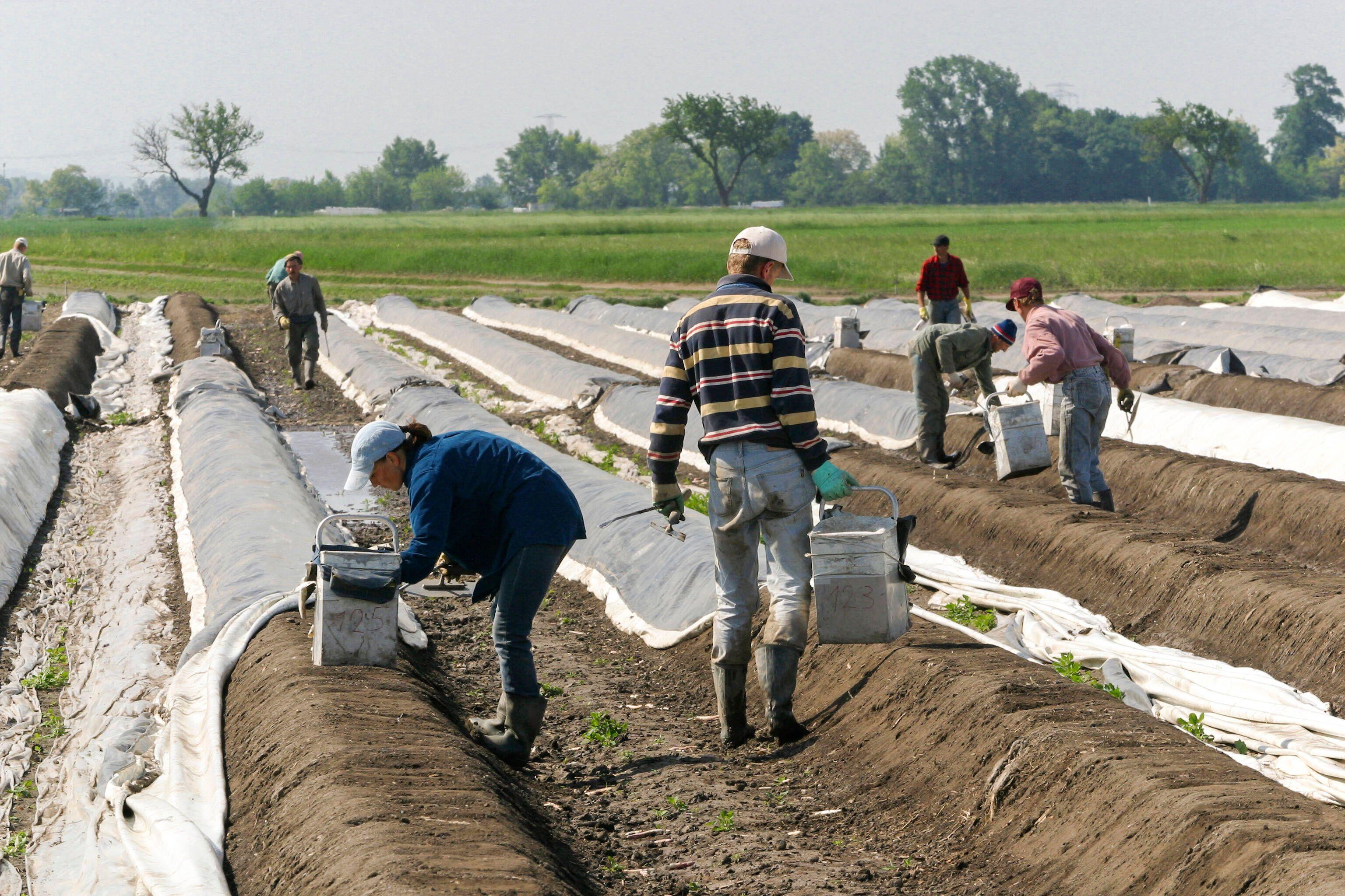 Es sind fast ausschließlich migrantische Arbeitskräfte, die in Österreich Spargel stechen.